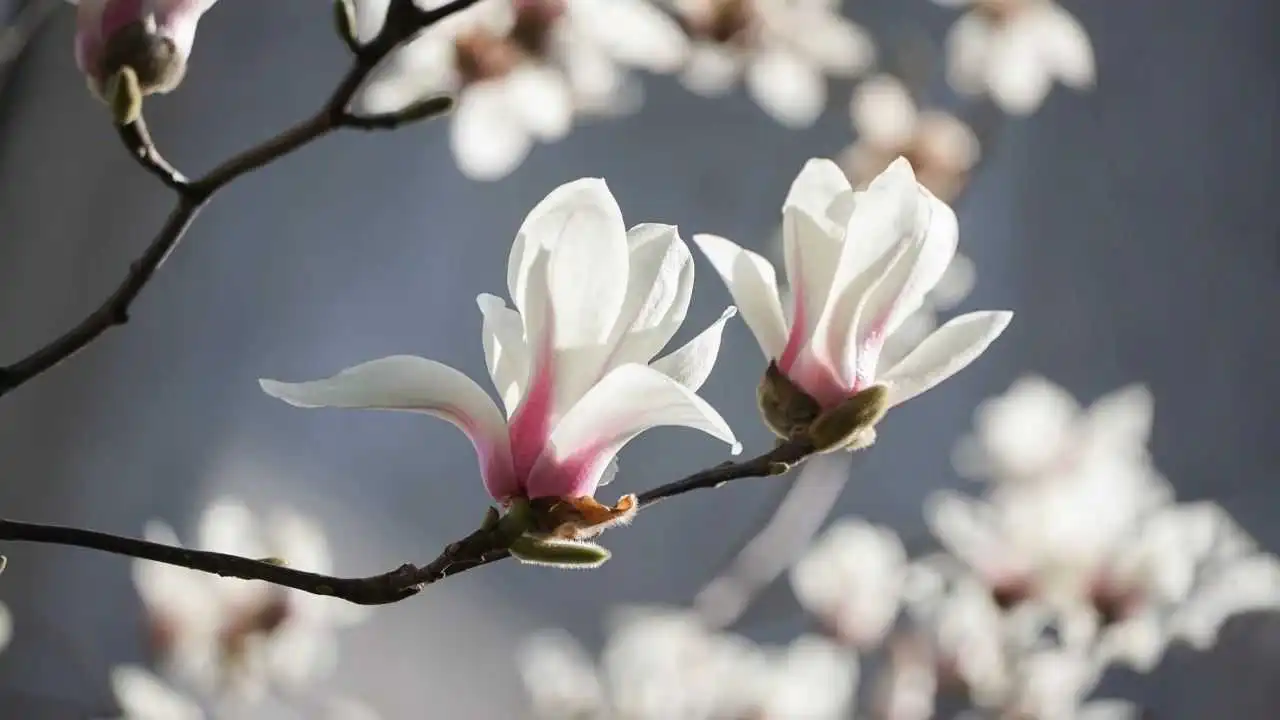 c1b070b05ef64007a039c6141c6f1819.webp